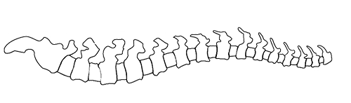 Holzworth Chiropractic logo